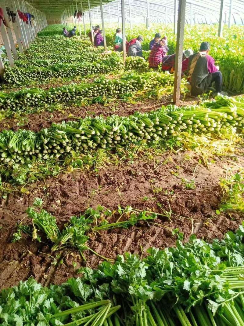 皇后芹菜种植基地，大棚种植，日供货3万斤，对接全国的客户