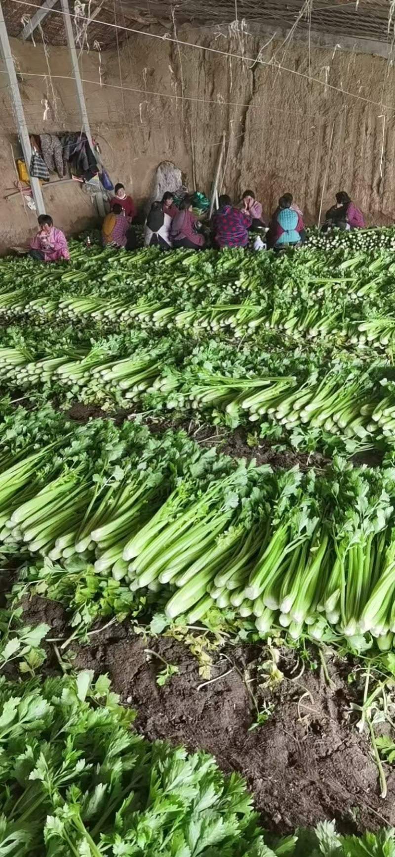 皇后芹菜种植基地，大棚种植，日供货3万斤，对接全国的客户