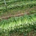 皇后芹菜种植基地，大棚种植，日供货3万斤，对接全国的客户