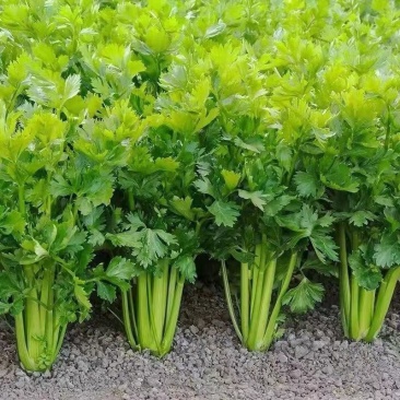 山东芹菜优质西芹百亩基地自家种植对接商超档口视频看货