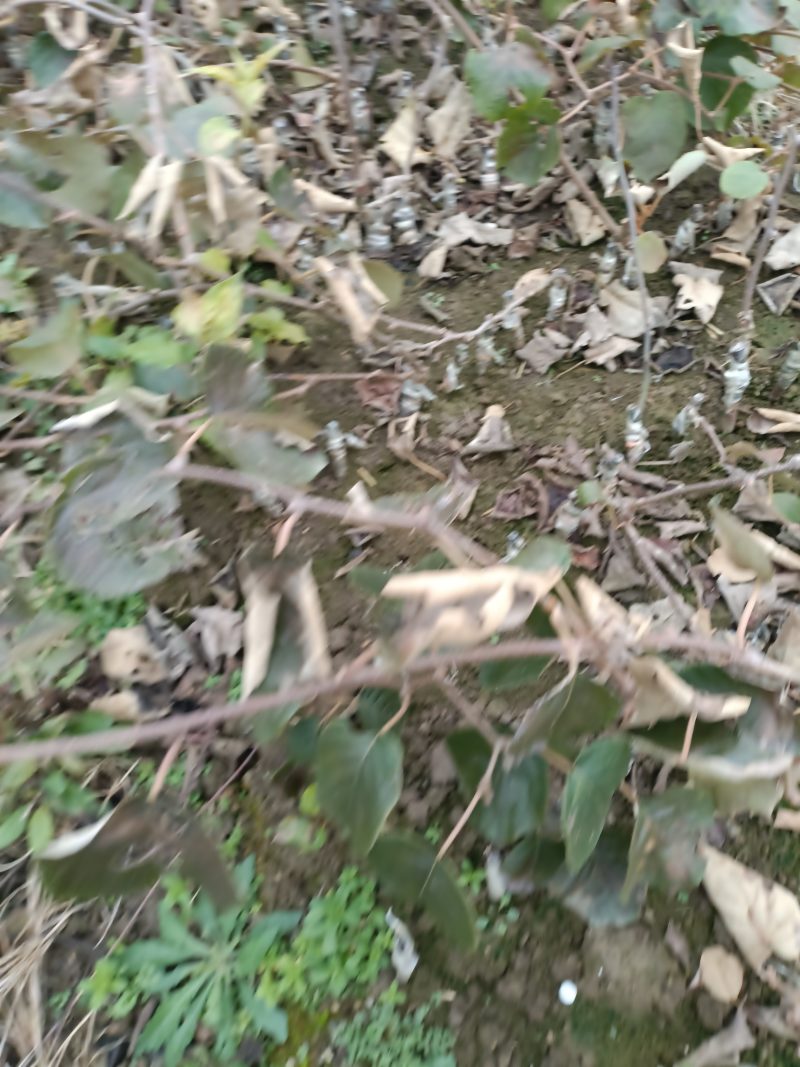 G三黄心水扬桃嫁接猕猴桃苗子