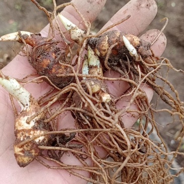 大量出售华重楼块茎种苗品种好产量高可按斤卖