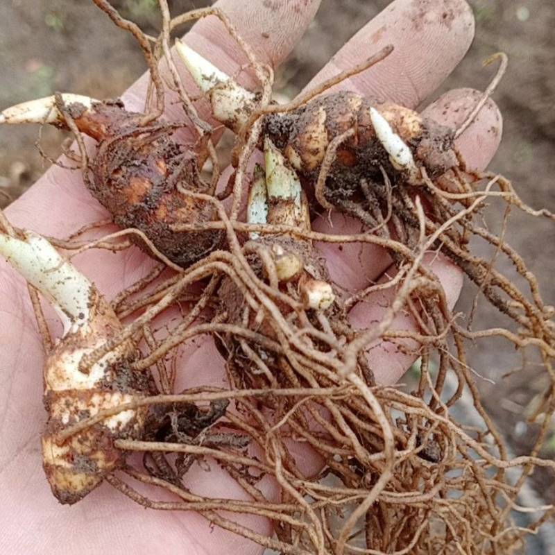 大量出售华重楼块茎种苗品种好产量高可按斤卖