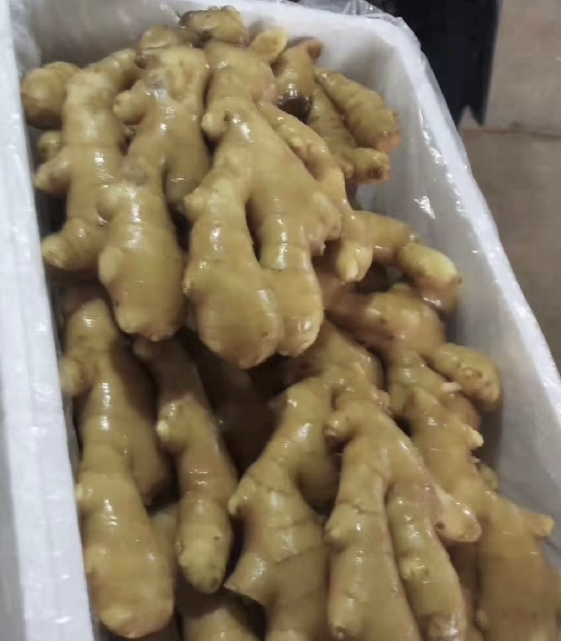 【市场电商工厂优选】大黄姜产地精品直发保质保量