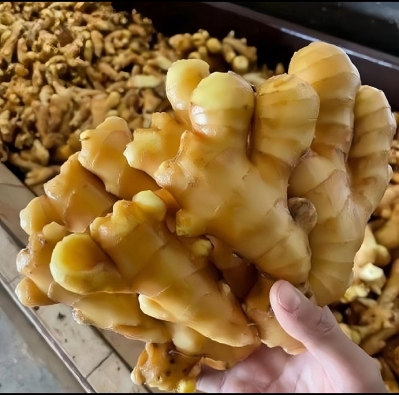 【市场电商工厂优选】大黄姜产地精品直发保质保量