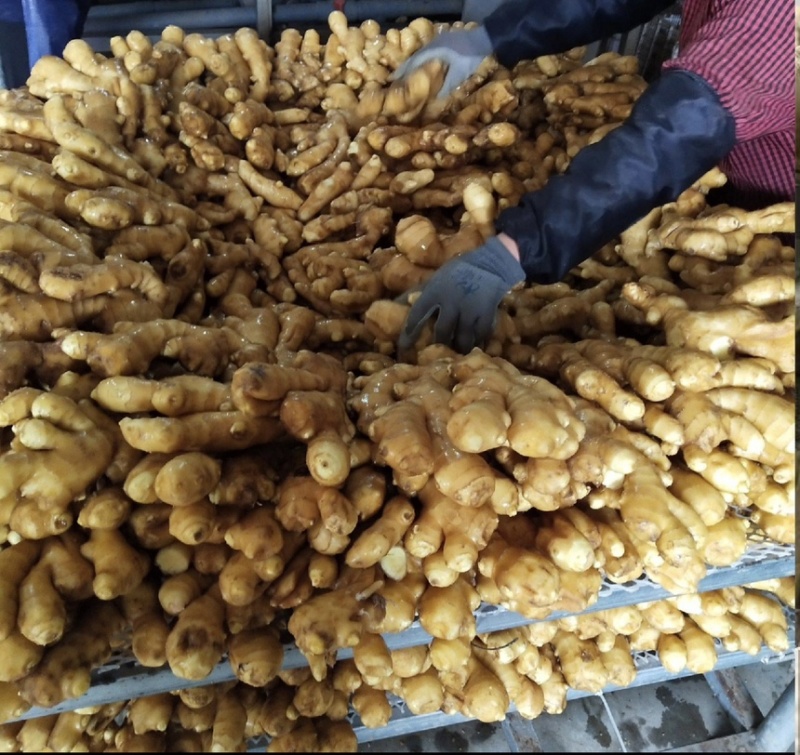 【市场电商工厂优选】大黄姜产地精品直发保质保量