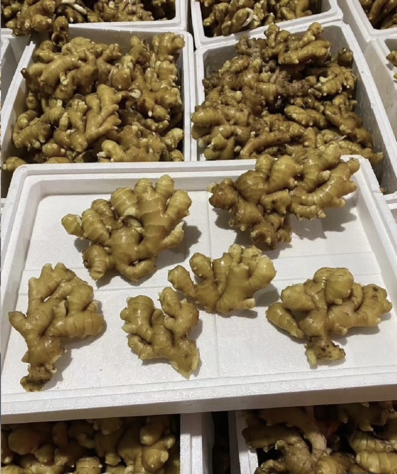 【市场电商工厂优选】大黄姜产地精品直发保质保量