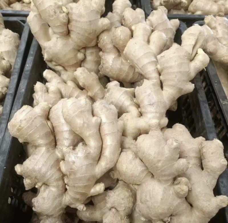【市场电商工厂优选】大黄姜产地精品直发保质保量