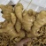 【市场电商工厂优选】大黄姜产地精品直发保质保量