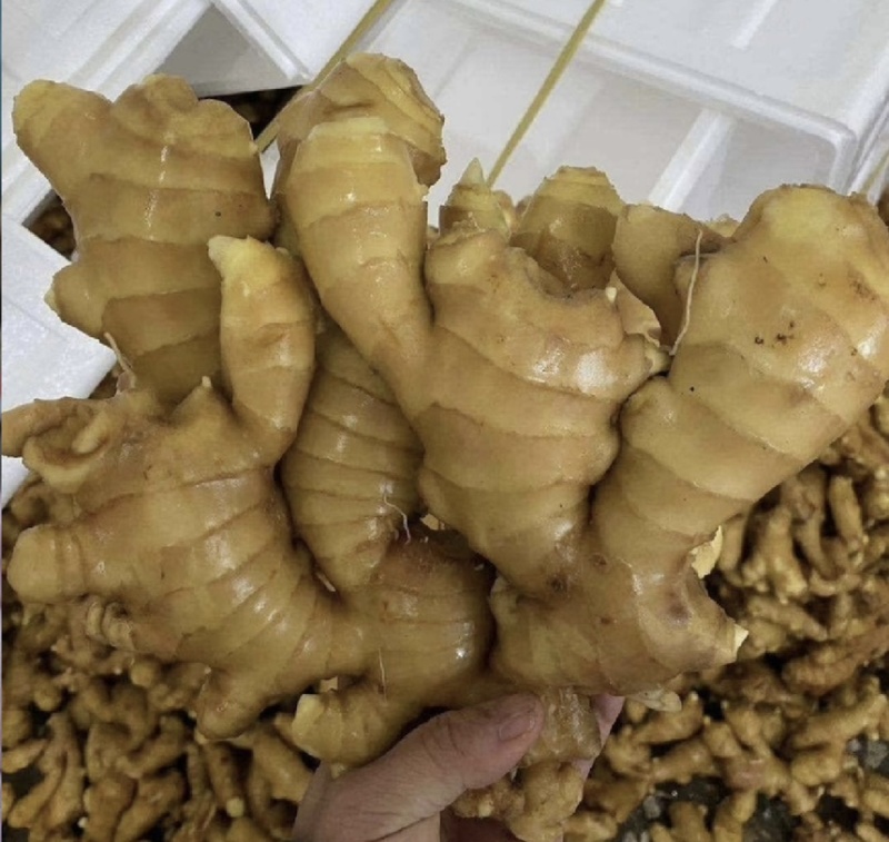 【市场电商工厂优选】大黄姜产地精品直发保质保量