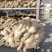 【市场电商工厂优选】大黄姜产地精品直发保质保量
