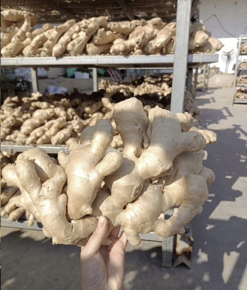 【市场电商工厂优选】大黄姜产地精品直发保质保量