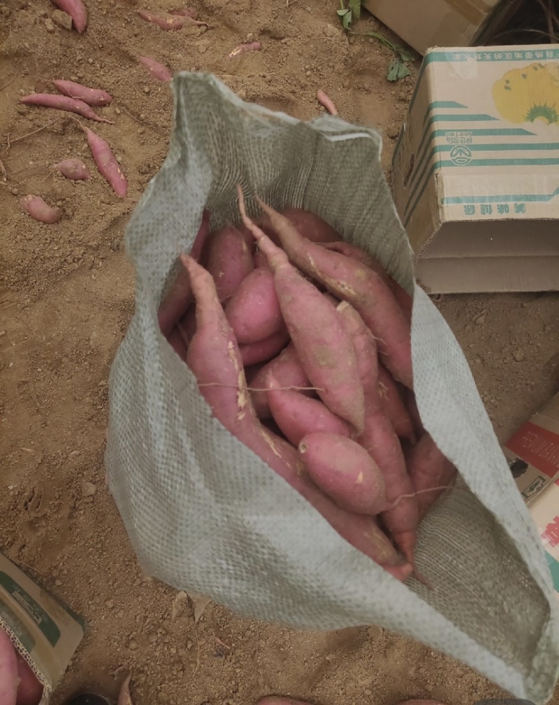 【市场电商工厂优选】西瓜红烟薯产地货源精品保质保量