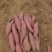 【万人好评优选】烟薯25产地精品保质保量（热卖）