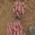 【万人好评优选】烟薯25产地精品保质保量（热卖）