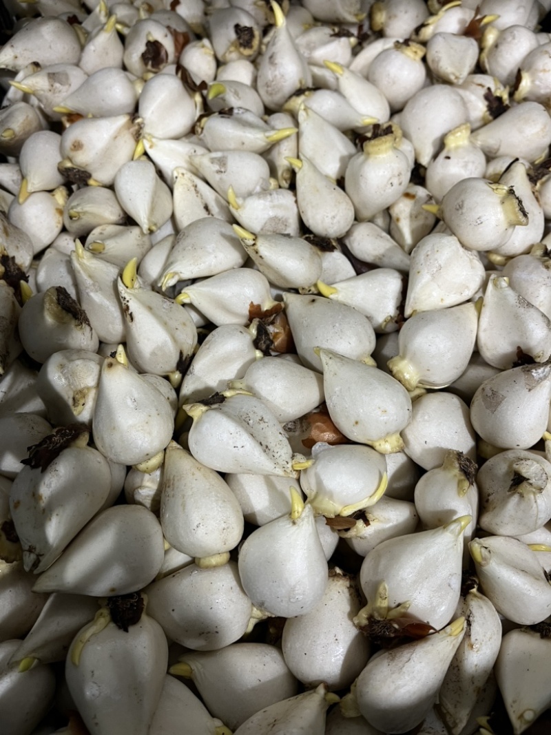 22个对版郁金香倾城发售，品质好！色泽饱满🎈🎈🎈