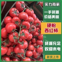 江苏硬粉西红柿弧三以上沙瓤自然成熟全国