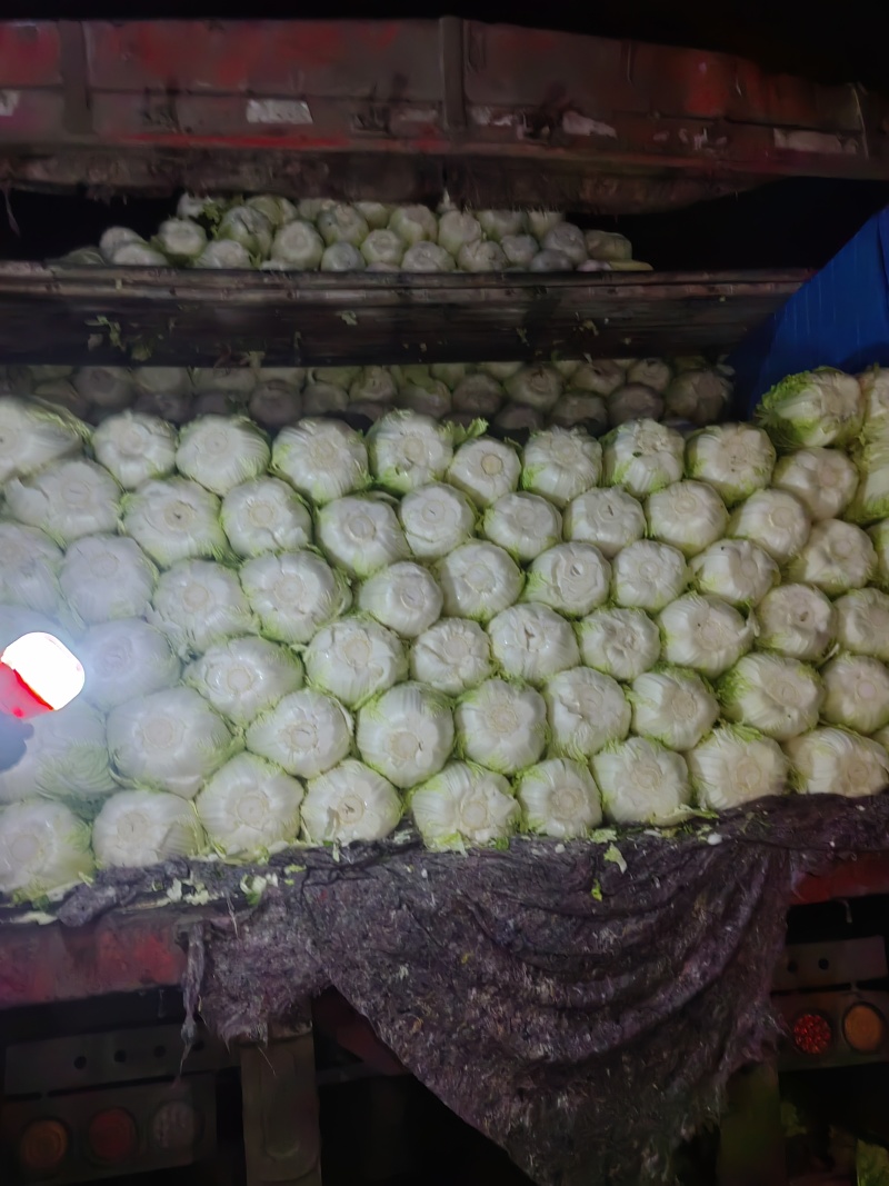 本地黄心白菜大量上市，产地直发，优质白菜，欢迎来电洽谈