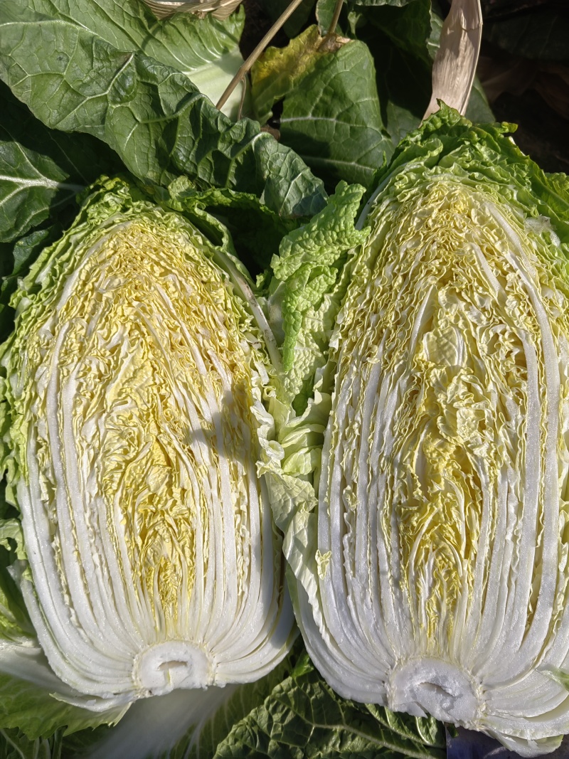 本地黄心白菜大量上市，产地直发，优质白菜，欢迎来电洽谈