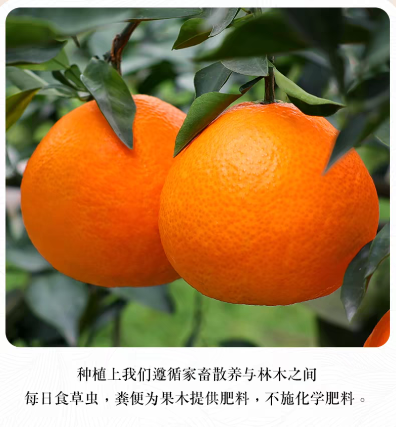 春见柑桔耙耙柑专业代收一条龙支持电商发货按需配货