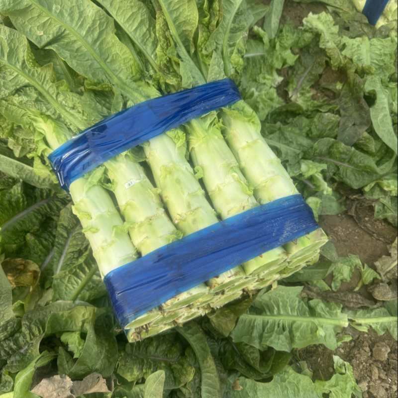 河南莴笋夏邑莴笋大量有货，价格不高，质量保证