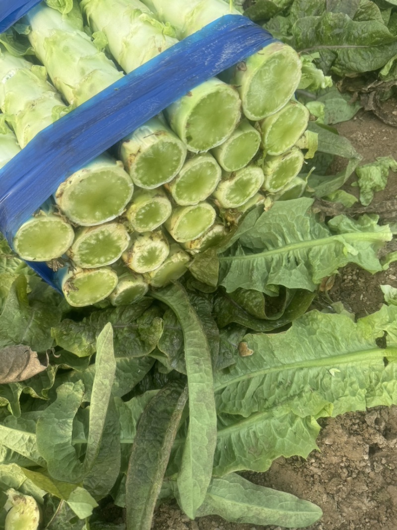 河南莴笋夏邑莴笋大量有货，价格不高，质量保证