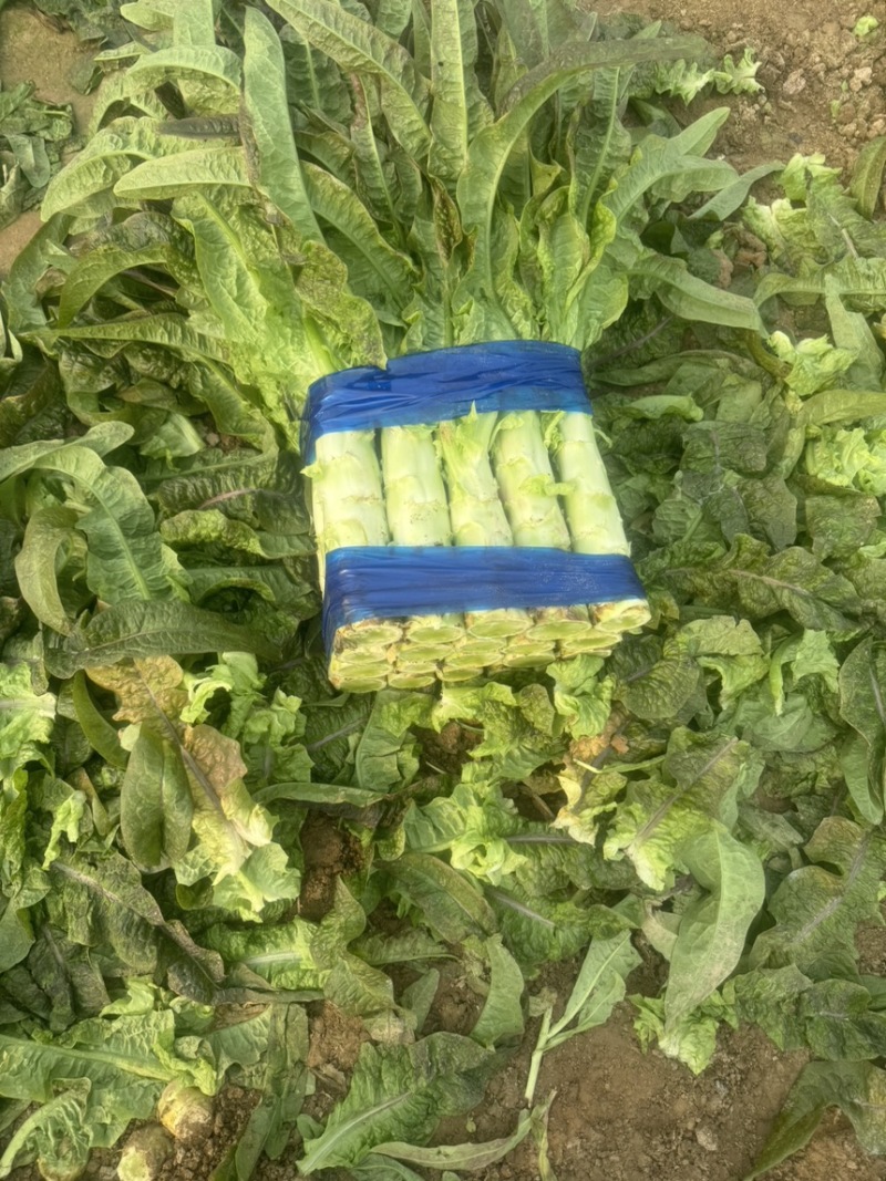 河南莴笋夏邑莴笋大量有货，价格不高，质量保证