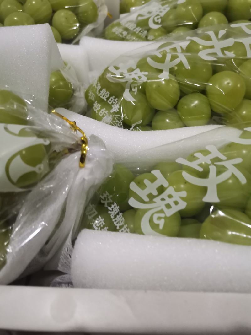 阳光玫瑰