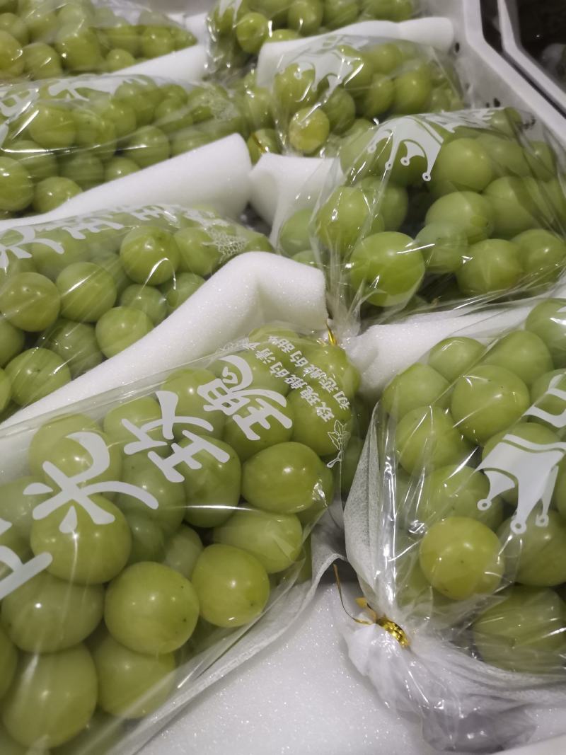 阳光玫瑰