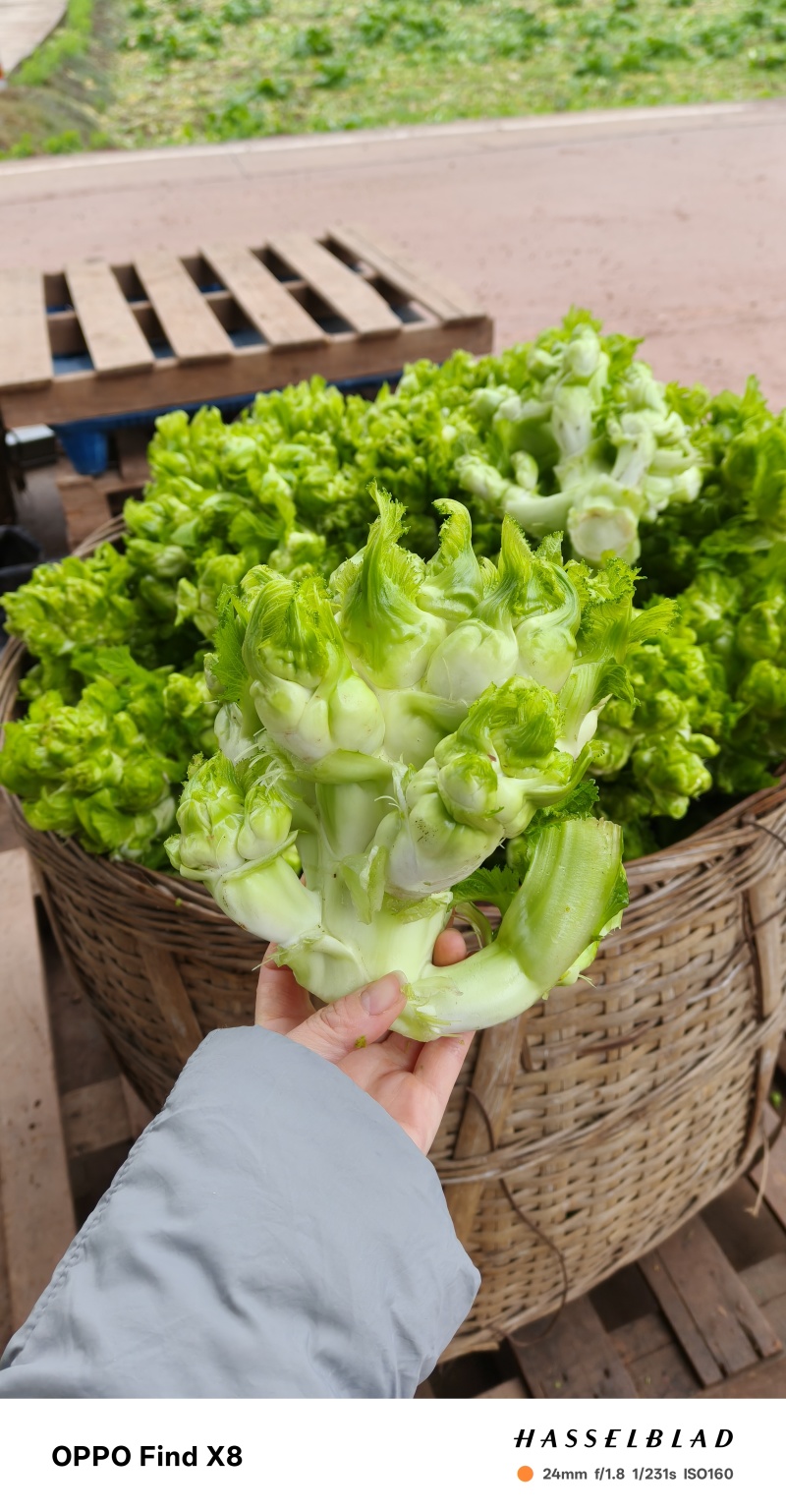 四川儿菜新鲜儿菜大量供应