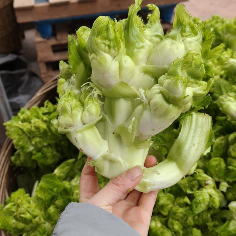 四川儿菜新鲜儿菜大量供应