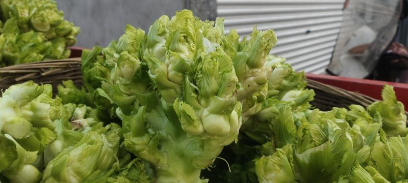 儿菜