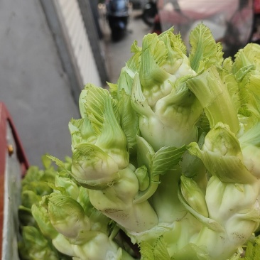 儿菜