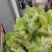 儿菜