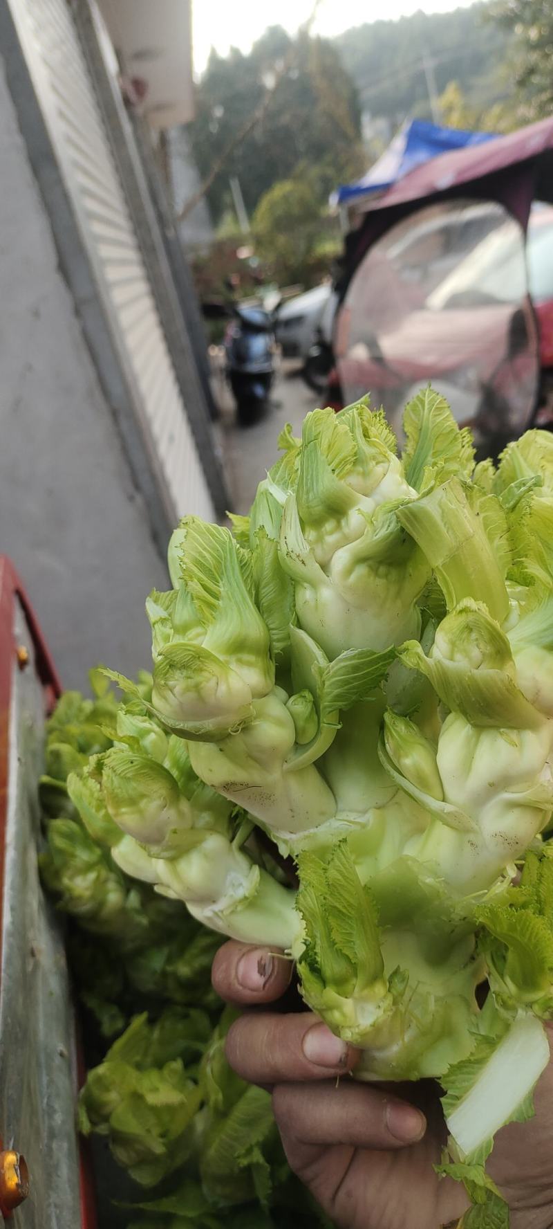 儿菜