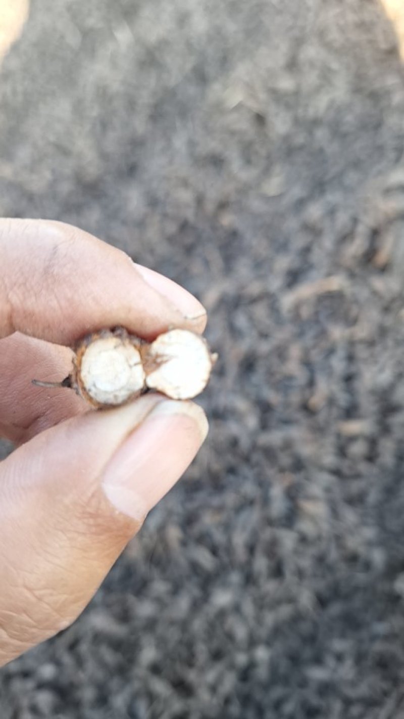 中药香附精选无硫香附子香附片香附子药材生香附干货