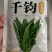千钧油麦菜种子，尖叶，浓绿长披剑形，冯抗病性强