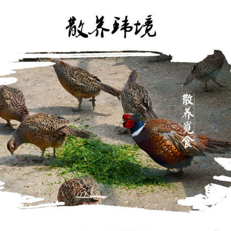 山鸡散养山鸡农家散养山鸡野鸡白条毛货大量批发