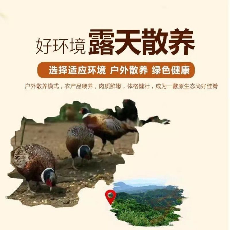 山鸡散养山鸡农家散养山鸡野鸡白条毛货大量批发