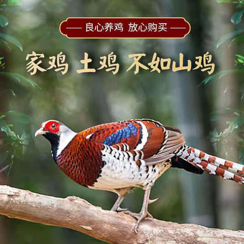 山鸡散养山鸡农家散养山鸡野鸡白条毛货大量批发