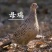 山鸡散养山鸡农家散养山鸡野鸡白条毛货大量批发