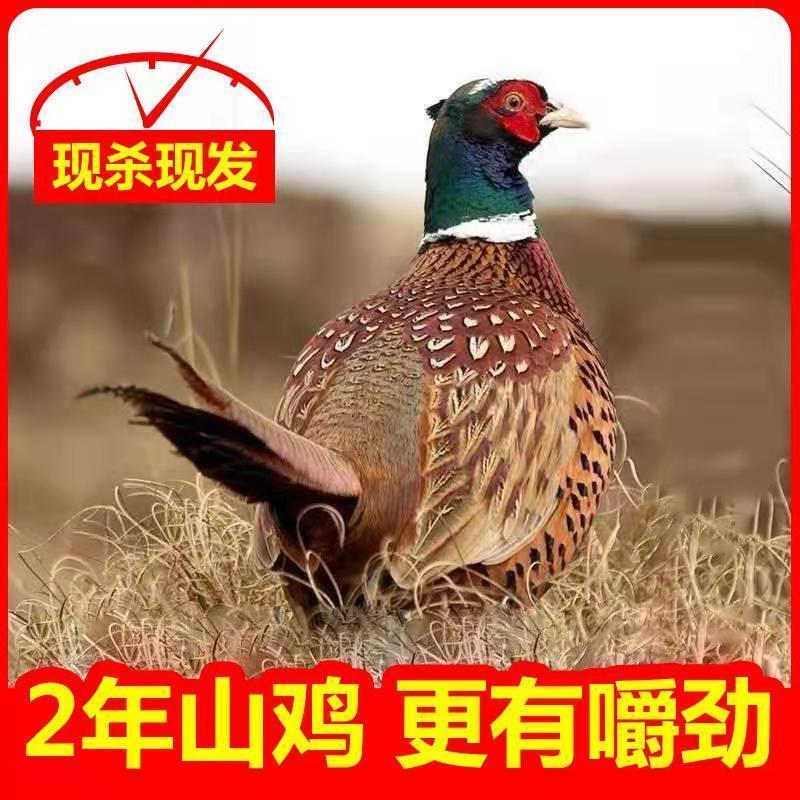山鸡散养山鸡农家散养山鸡野鸡白条毛货大量批发