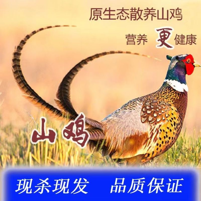 山鸡散养山鸡农家散养山鸡野鸡白条毛货大量批发