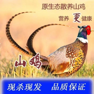 山鸡散养山鸡农家散养山鸡野鸡白条毛货大量批发