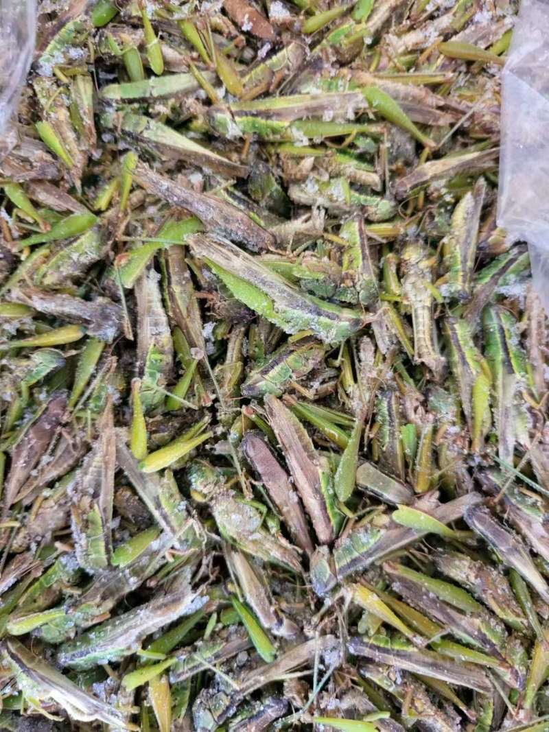 稻蝗蚂蚱稻蝗蚂蚱蚂蚱野生蚂蚱油蚂蚱绿蚂蚱