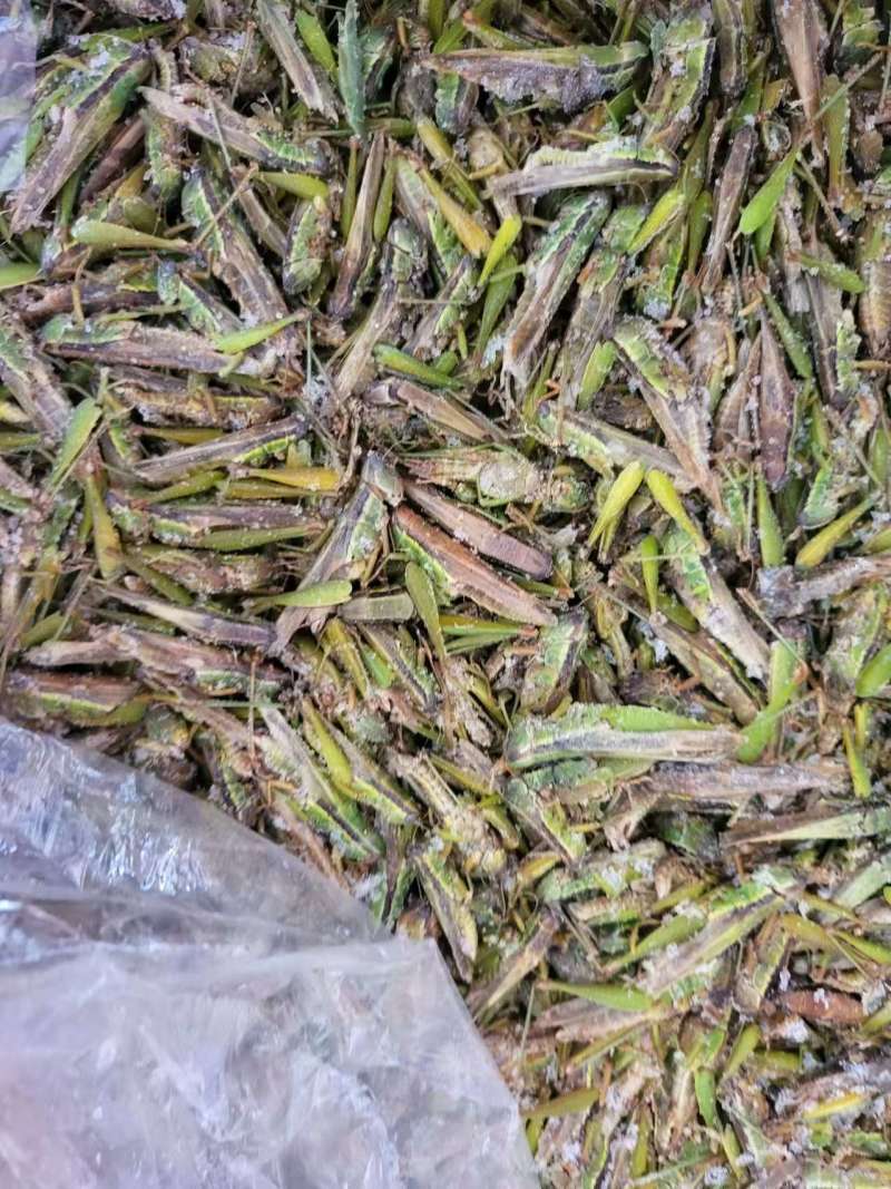稻蝗蚂蚱稻蝗蚂蚱蚂蚱野生蚂蚱油蚂蚱绿蚂蚱