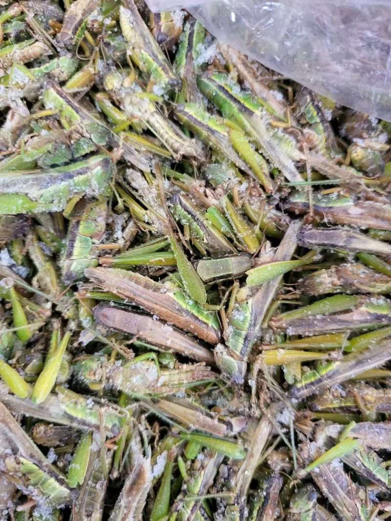 稻蝗蚂蚱稻蝗蚂蚱蚂蚱野生蚂蚱油蚂蚱绿蚂蚱