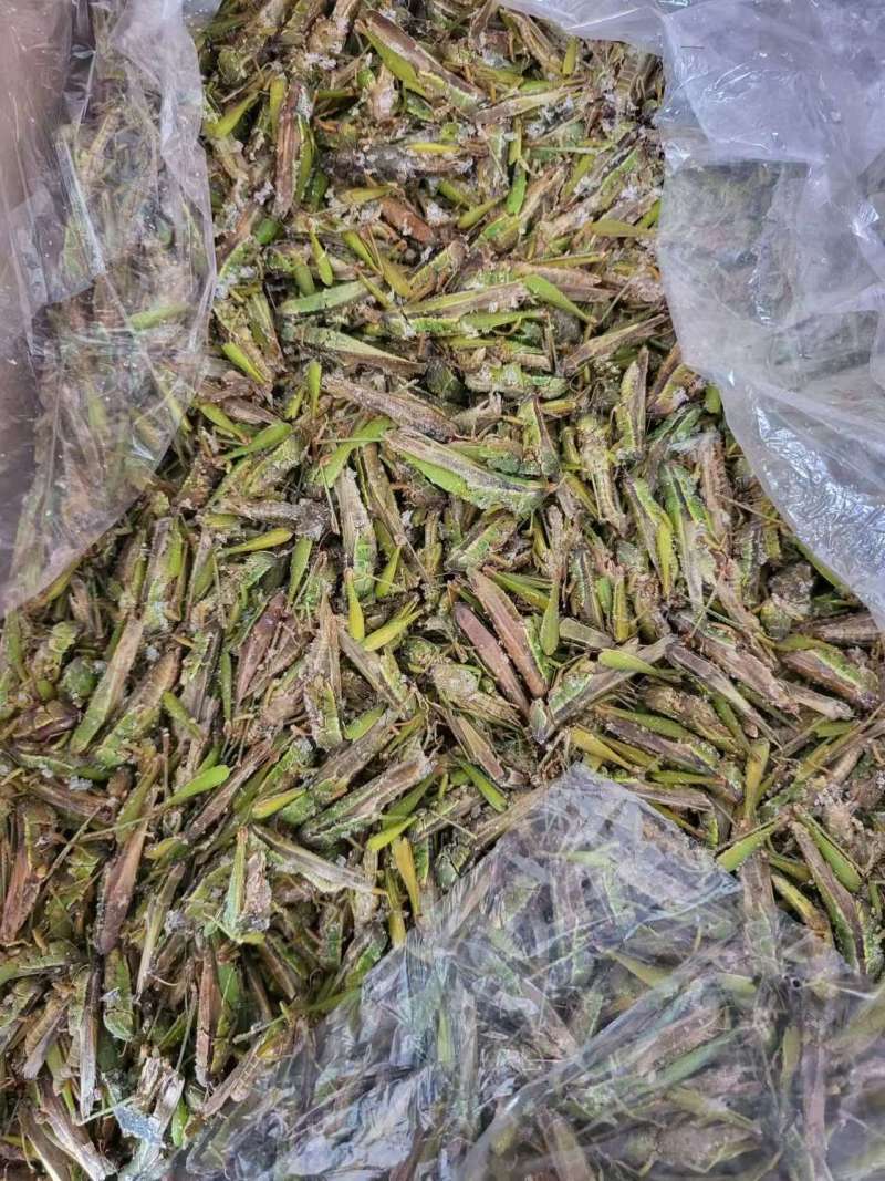 稻蝗蚂蚱稻蝗蚂蚱蚂蚱野生蚂蚱油蚂蚱绿蚂蚱