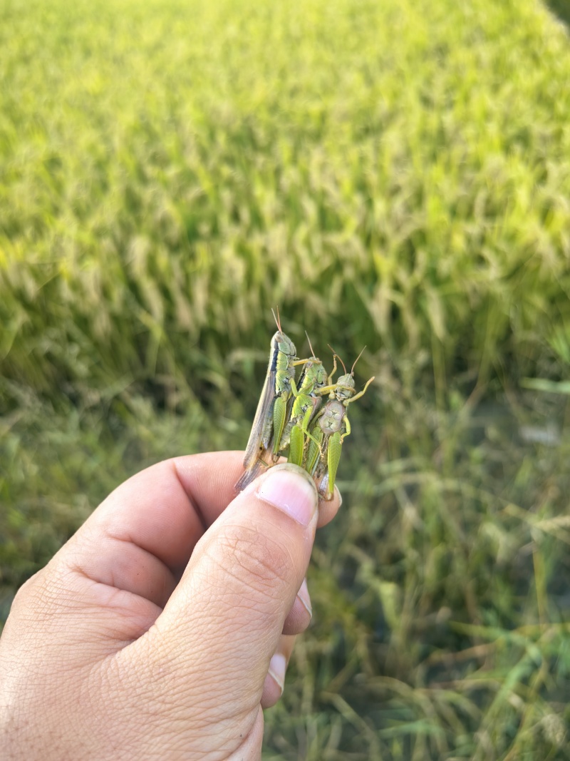 稻蝗蚂蚱稻蝗蚂蚱蚂蚱野生蚂蚱油蚂蚱绿蚂蚱