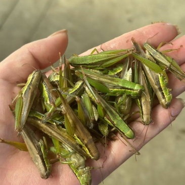 稻蝗蚂蚱稻蝗蚂蚱蚂蚱野生蚂蚱油蚂蚱绿蚂蚱